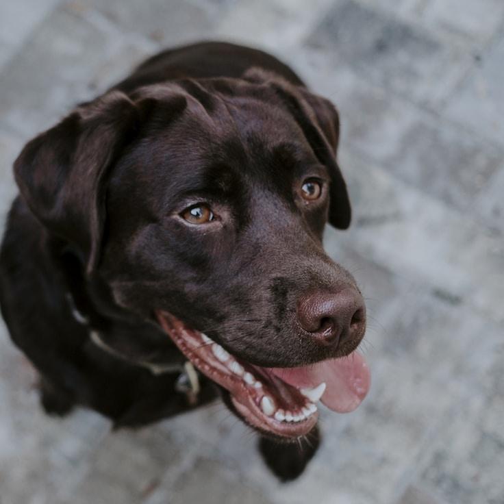 Portrait of Alex Bennett, community mentor and Italian cuisine specialist